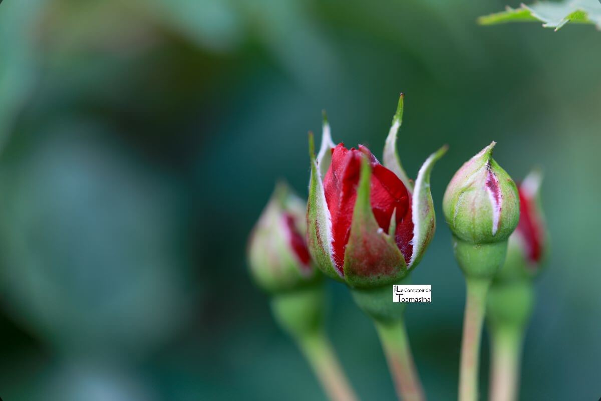 l’eau de rose alimentaire et comment l’utiliser ?